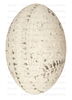 ÖMV45306_Osterei.jpg