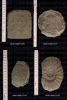 Pachydiscus_sp_Geologische_Abteilung_Nr_1938-17-I-78.jpg