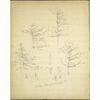 St_Poelten_Voelkendorfer_Wald_Baumstudien_29552_19v.jpg