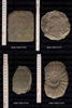 Gaudryceras_sp_Geologische_Abteilung_Nr_1938-17-I-77.jpg